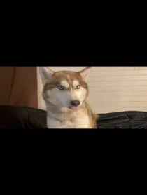 Poster for Birthday video from Banner The Super Dog
