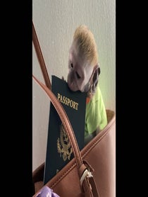 Poster for Other video from Mojo The Monkey