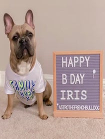 Poster for Birthday video from Astro the French Bulldog