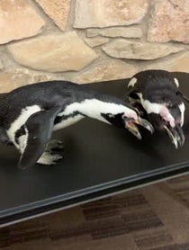Poster for Gift video from Penguins at Dallas Zoo