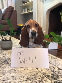 Poster for Other video from Dean the Basset