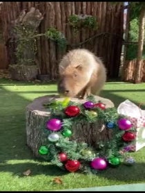 Poster for Holiday video from Dallas Zoo Capybara