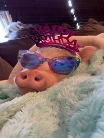 Poster for Birthday video from Hamlet The Piggy