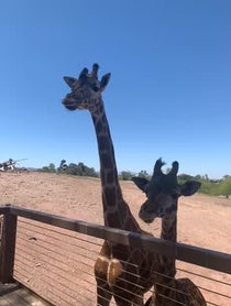 Poster for Birthday video from Giraffes at Phoenix Zoo