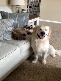 Poster for Other video from Charlie the Golden