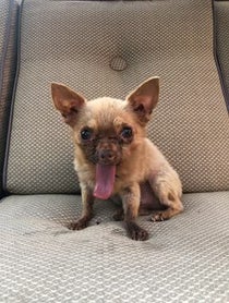 Poster for Other video from Bruno Mars The Chihuahua