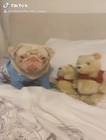 Poster for Other video from Milkshake The Pug