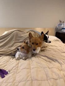 Poster for Other video from Cute Three Corgis of Instagram