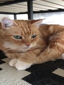 Poster for Other video from Fin For The Win Instafamous Cat