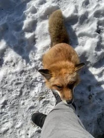 Poster for Other video from SAVEAFOX RESCUE