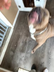 Poster for Birthday video from DarkDynastyK9s