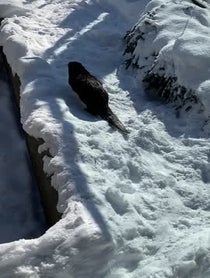 Poster for Gift video from Otters Dunkin & Sushi at Stone Zoo