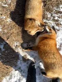 Poster for Give Thanks video from SAVEAFOX RESCUE