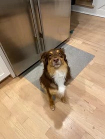 Poster for Birthday video from Chester the Good Boy