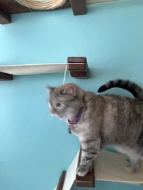 Poster for Birthday video from Nala Cat