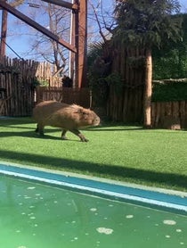 Poster for Birthday video from Dallas Zoo Capybara