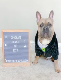 Poster for Other video from Astro the French Bulldog