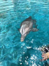 Poster for Gift video from Winter the Dolphin & Friends