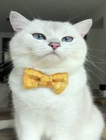 Poster for Other video from Coby The Cat