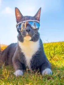 Poster for Other video from SUNGLASSCAT