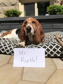 Poster for Birthday video from Dean the Basset