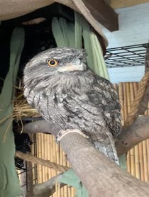 Poster for Other video from Darwin the Tawny Frogmouth