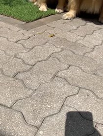 Poster for Birthday video from Molson & Maple | Golden Retrievers