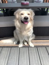 Poster for Other video from Charlie the Golden