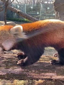 Poster for Pep Talk video from Red Pandas
