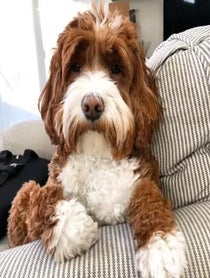 Poster for Birthday video from Jolene the Labradoodle