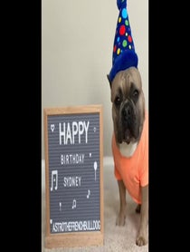 Poster for Birthday video from Astro the French Bulldog