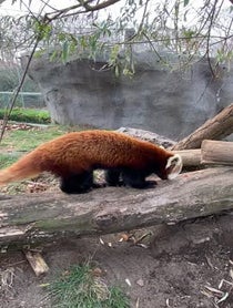 Poster for Gift video from Red Pandas
