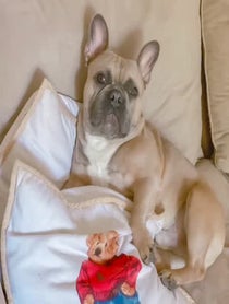 Poster for Other video from Astro the French Bulldog