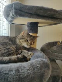 Poster for Pep Talk video from Maya the Cat