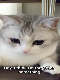 Poster for Other video from Fomo The Cat