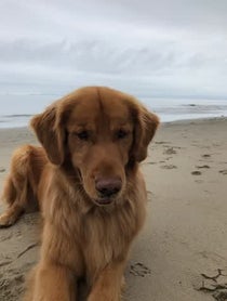Poster for Other video from Aspen the Mountain Pup