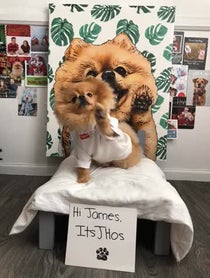 Poster for Other video from Hi_im_Chewie