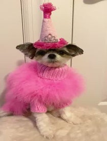 Poster for Birthday video from Tinkerbelle The Dog & Belle the Dog