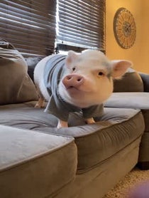 Poster for Anniversary video from Hamlet The Piggy