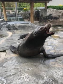 Poster for Holiday video from Diego the Sea Lion