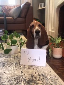 Poster for Birthday video from Dean the Basset