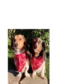 Poster for Other video from Ballparkdoxies