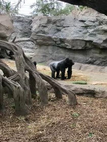 Poster for Other video from Western Lowland Gorillas