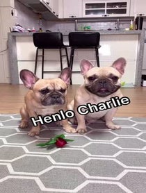 Poster for Other video from Griffin Frenchie