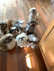 Poster for Birthday video from Jersey Shih Tzu