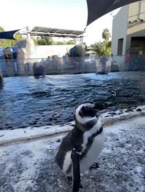 Poster for Other video from Penguins - Aquarium Of The Pacific