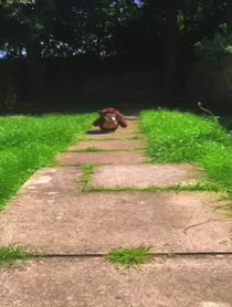 Poster for Birthday video from Charlie The Teddy Bear