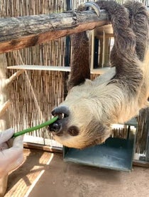 Poster for Mother's Day video from Fernando the Sloth