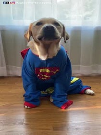 Poster for Birthday video from Magnus The Therapy Dog
