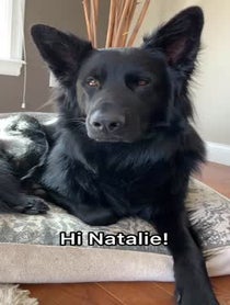 Poster for Birthday video from Charlie The Black Shepherd